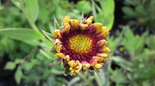 A close up Common Gaillardia flower. It has short, fuzzy-looking yellow and red petals. The center is red with a yellow center.