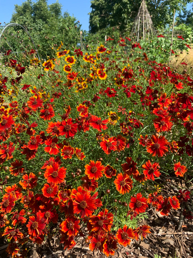 Coreopsis, Dyer's (Coreopsis tinctoria) - Seed RS