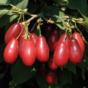 Cornelian Cherry 'Red Star' (Cornus mas)