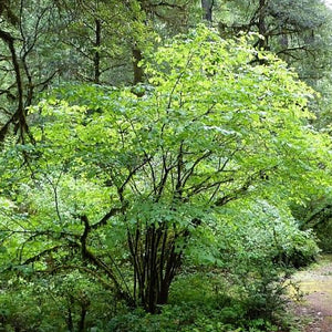 A California Hazel tree. It has spreading dark branches and many green leaves.