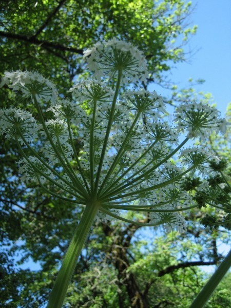 Heracleum maximum (Cow Parsnip) 1 gal NP