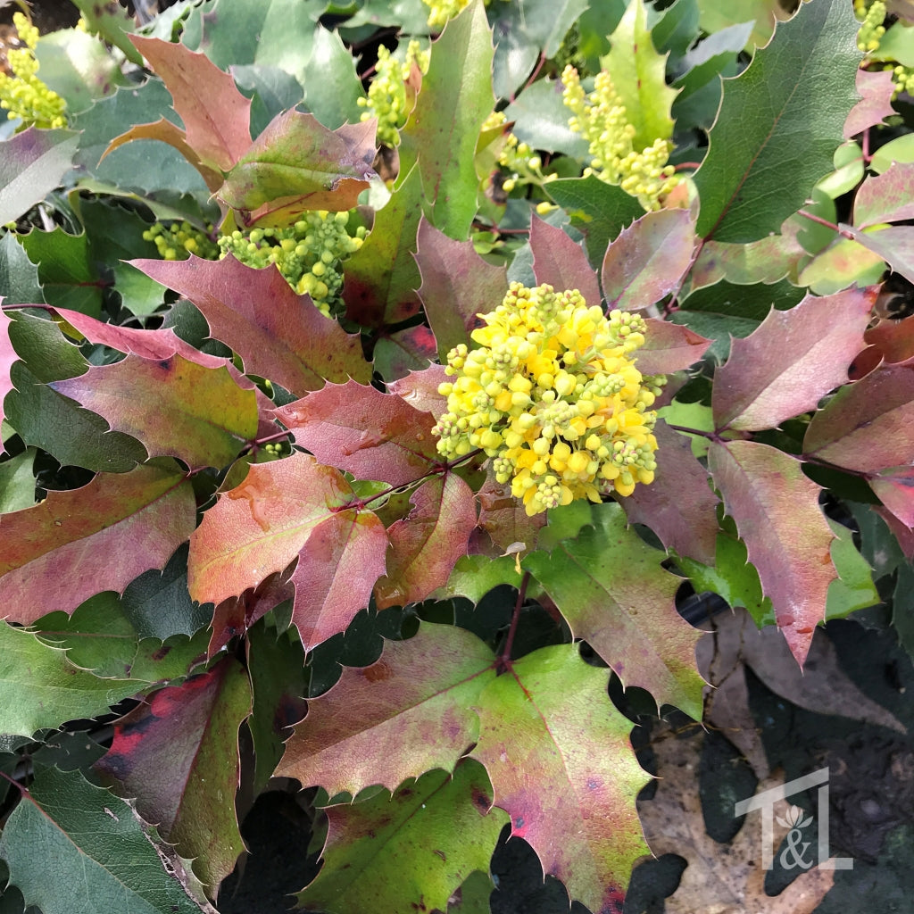 Green and red serrated leaves with small yellow blooms clustered in some areas.