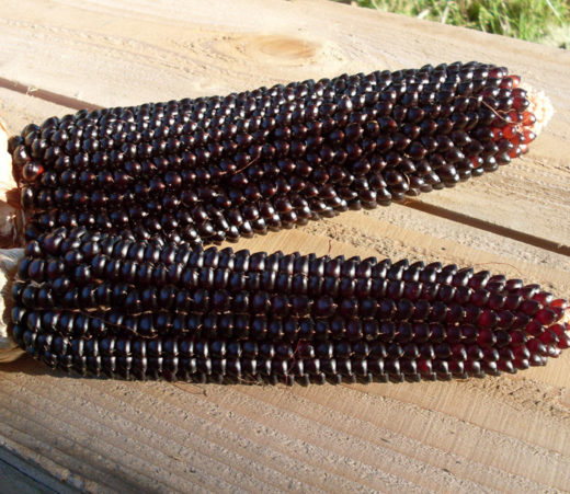 Corn, Popcorn 'Dakota Black' (Zea mays) - Seed AS