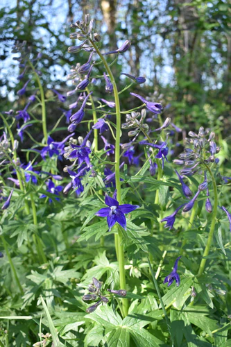 Delphinium trolliifolium (Giant Larkspur) Seed Packet