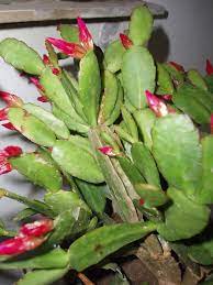 Schlumbergera gaertneri (Easter Cactus)