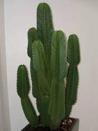 Euphorbia lactea (Candelabra Cactus)
