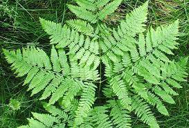 Pteridium aquilinum (Eagle Fern)