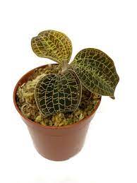 Macodes sanderiana x limii (Gold Dust Jewel Orchid)