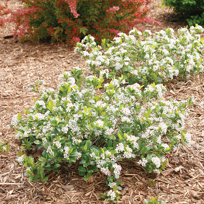 Dwarf Aronia (Aronia melanocarpa)