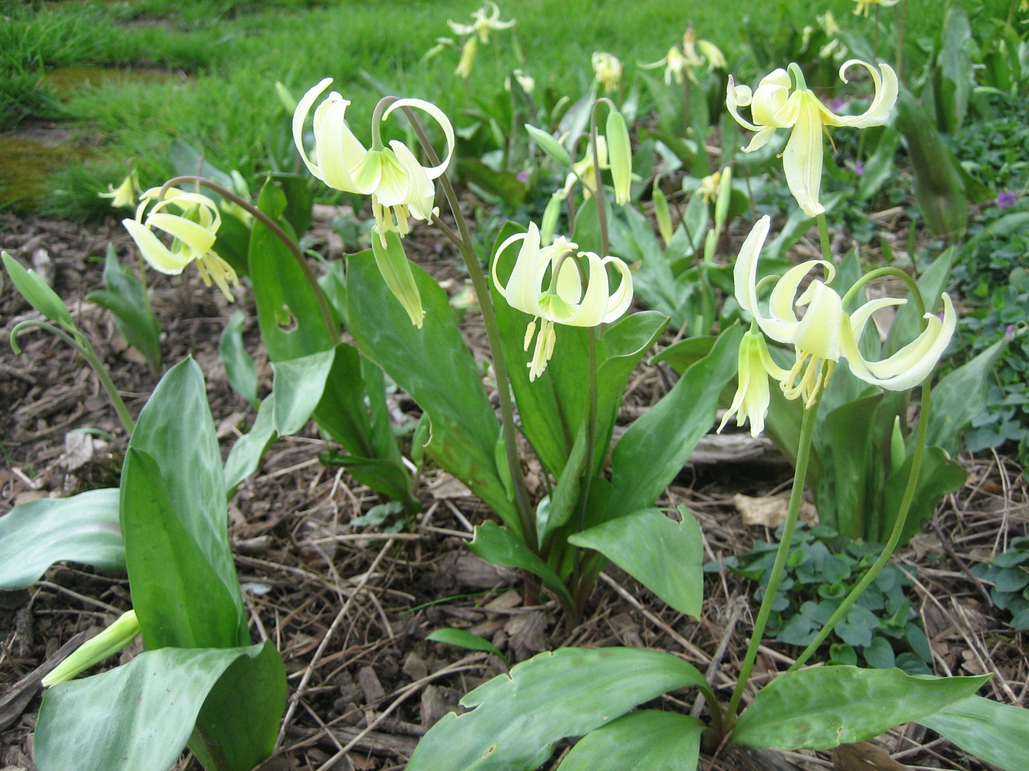 white lily hallucinogen Erythronium oregonum (Giant White Fawn Lily)