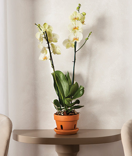 indoor orchid planter Orchid Planter WP