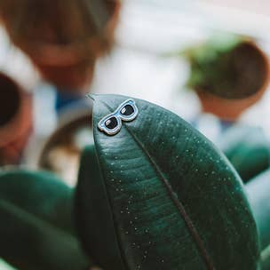 Magnetic Plant Charms