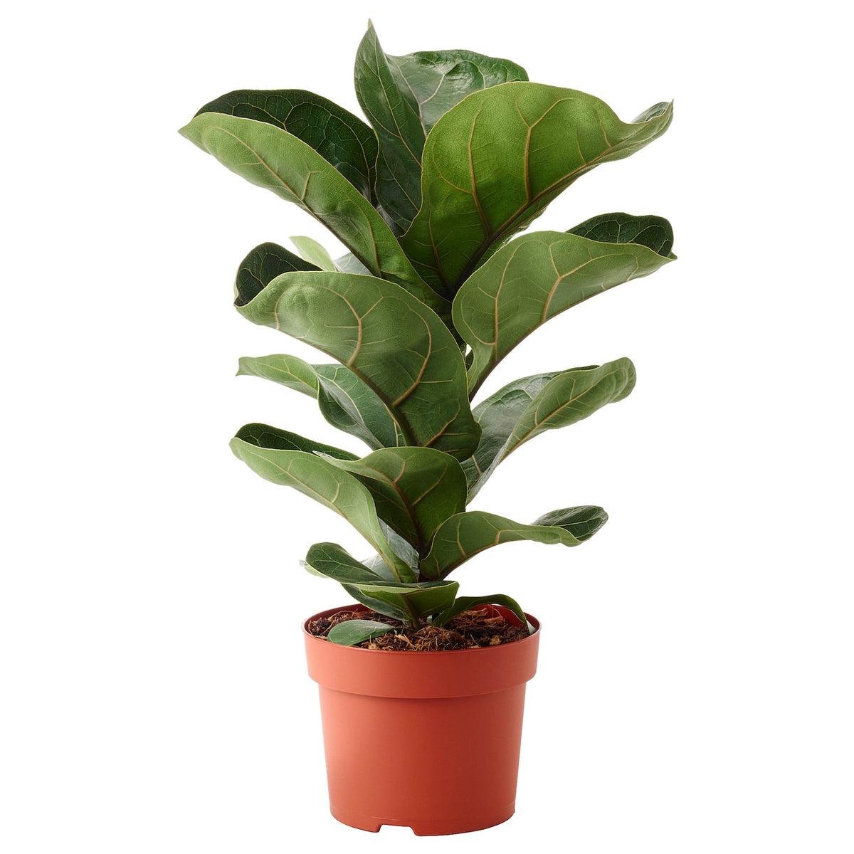 A plant with upward-growing, large green leaves. They have an almost paper-like texture, but are not delicate looking at the same time. Leaves are largest at the top of the plant. It is growing in an orange planter.