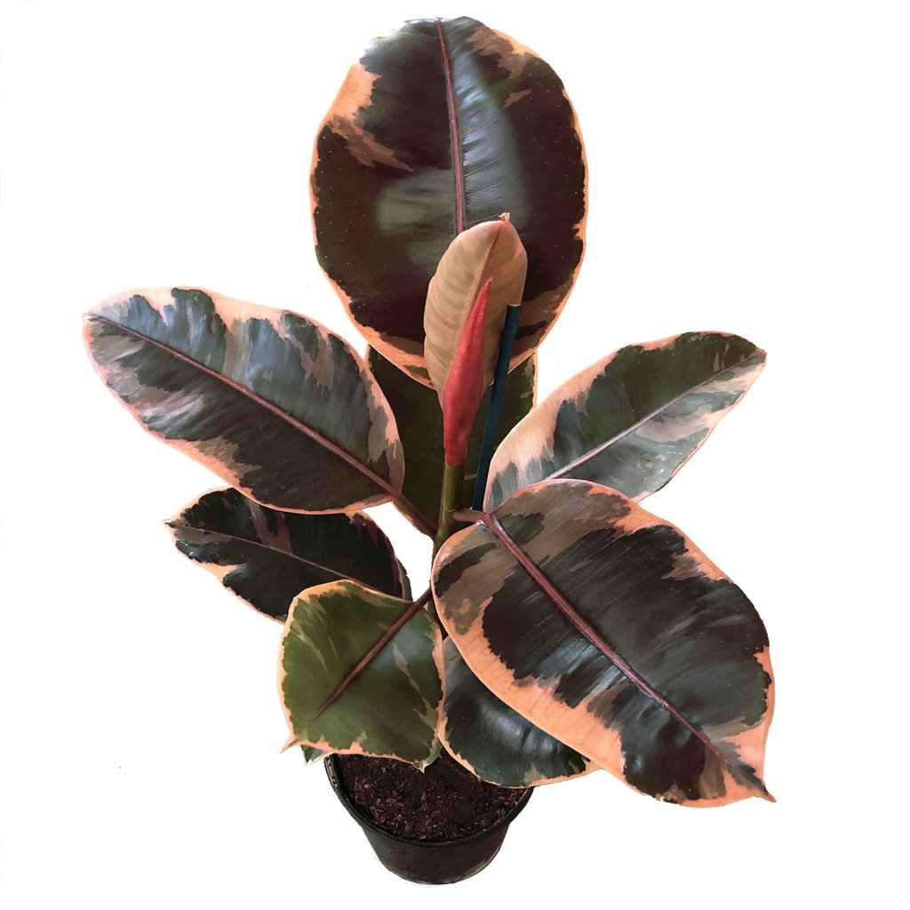 Potted plant with large dark green and pale pink variegated leaves. In the center is a long tubular pink cone.