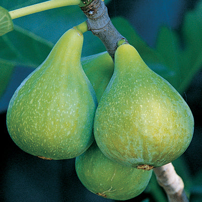 Fig 'Desert King' (Ficus carica)