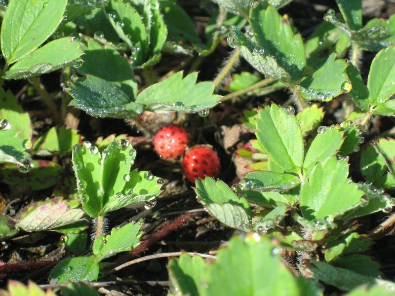 Fragaria' Cherryberry Strawberry, Well Established Clump