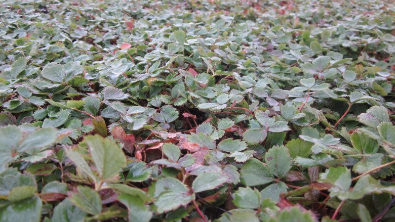 Fragaria vesca (Woodland Strawberry)