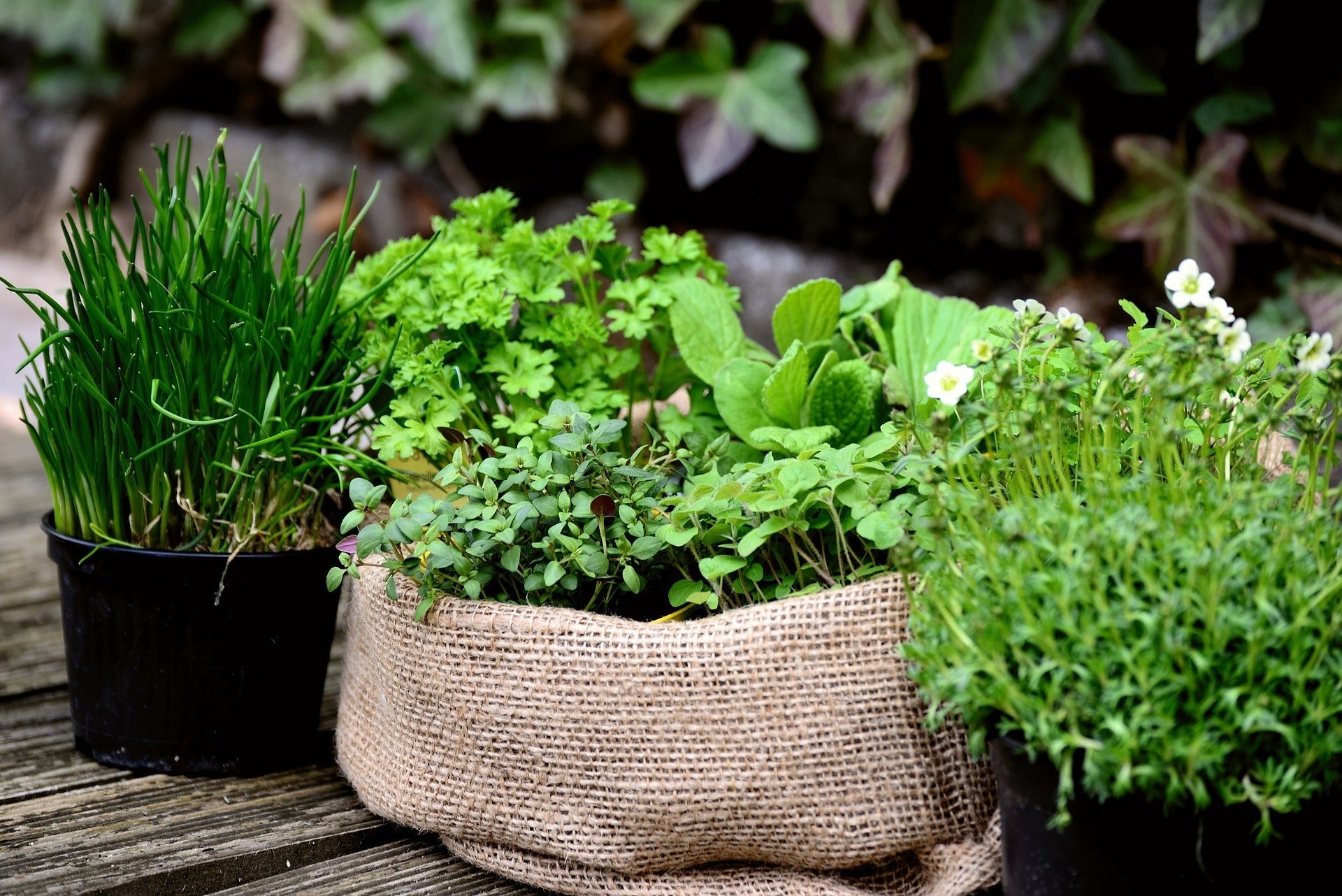 Assorted Herbs