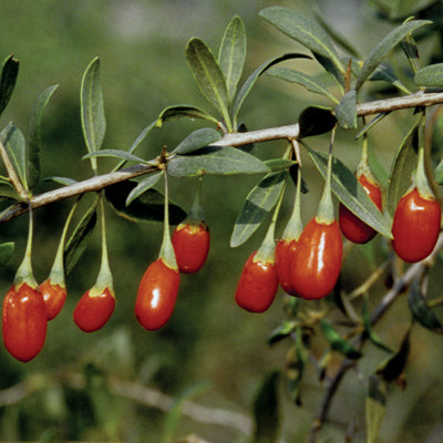Goji 'Crimson Star' (Lycium barbarum) 1 gal TL