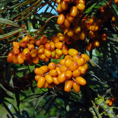 Seaberry 'Golden Sweet™' (Hippophae rhamnoides) NN