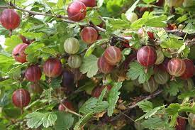 Gooseberry 'Friend' (Ribes uva-crispa) SN