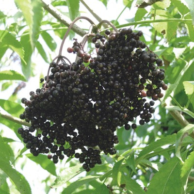 Elderberry 'Haschberg' (Sambucus nigra)