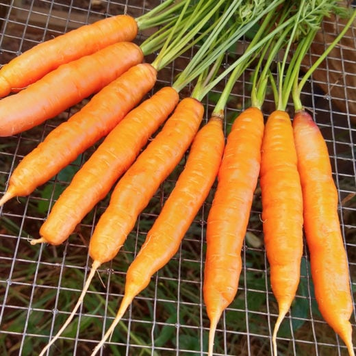 Carrot 'Hilmar/Nantaise 2' (Daucus carota) - Seed AS