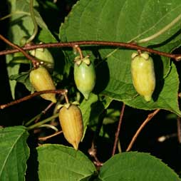 Kiwi Silver Vine 'Hot Pepper' (Actinidia polygama)