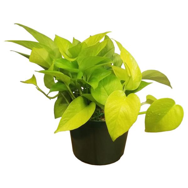 This pothos has medium sized heart-shaped leaves that are a vibrant neon green color