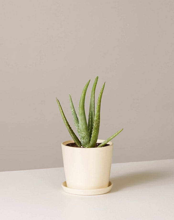 aloe vera plant in white pot Aloe Vera
