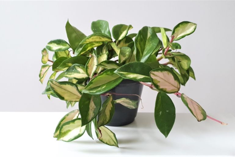 Hoya australis 'Tricolor' (Wax Plant)