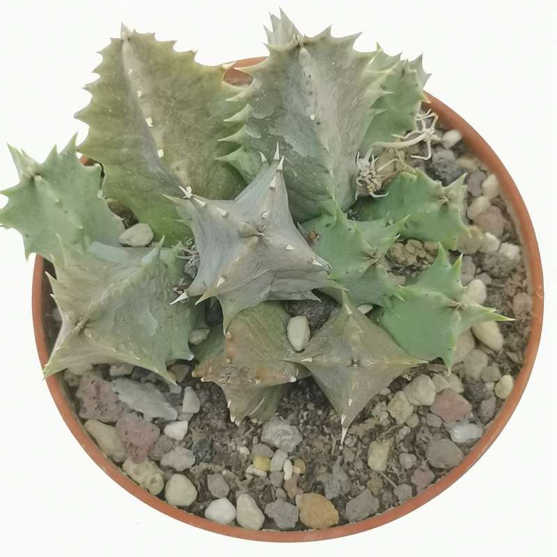 Huernia thuretii