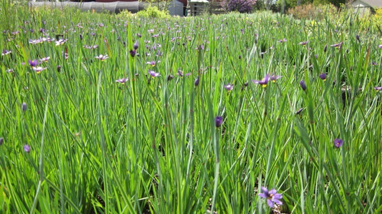 Long grass-like stems with single purple flowers at the top.