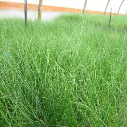 The inside of a greenhouse with many Idaho Fescue growing. They have long green blades.