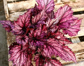 Begonia rex 'Purple Rain'