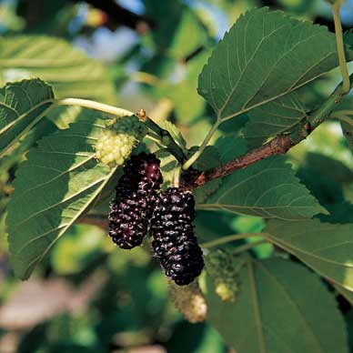 'Illinois Everbearing' Mulberry Morus alba x rubra NN