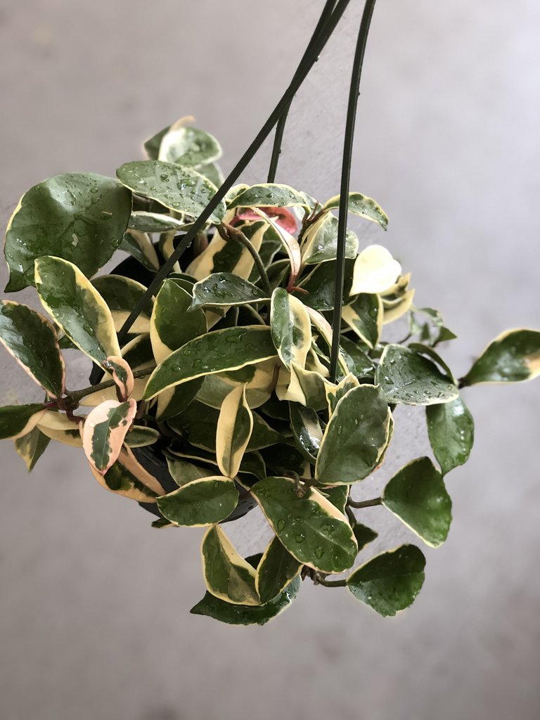 This Hoya has variegated leaves that are dark green in the center and are either pink or white to creamy white around the leaf edges. The stems of this plant grow long and drape over the side of the pot.