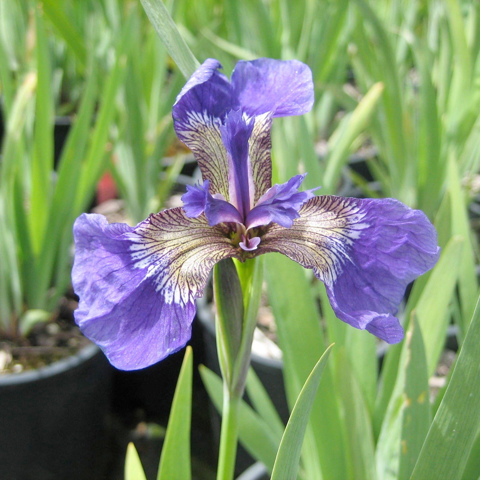 Iris setosa (Beachhead Iris)