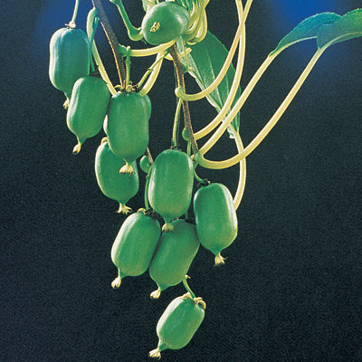 Kiwi Hardy 'Issai' (Actinidia arguta) - SymbiOp Garden Shop