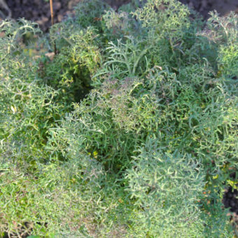 Brassica napus 'Bear Necessities' (Kale) Seed AS