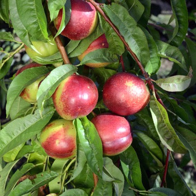 Nectarine 'Kreibich' (Prunus persica) NN