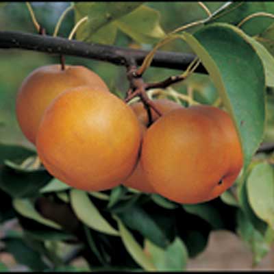 Pear Asian 'Large Korean' (Pyrus pyrifolia)