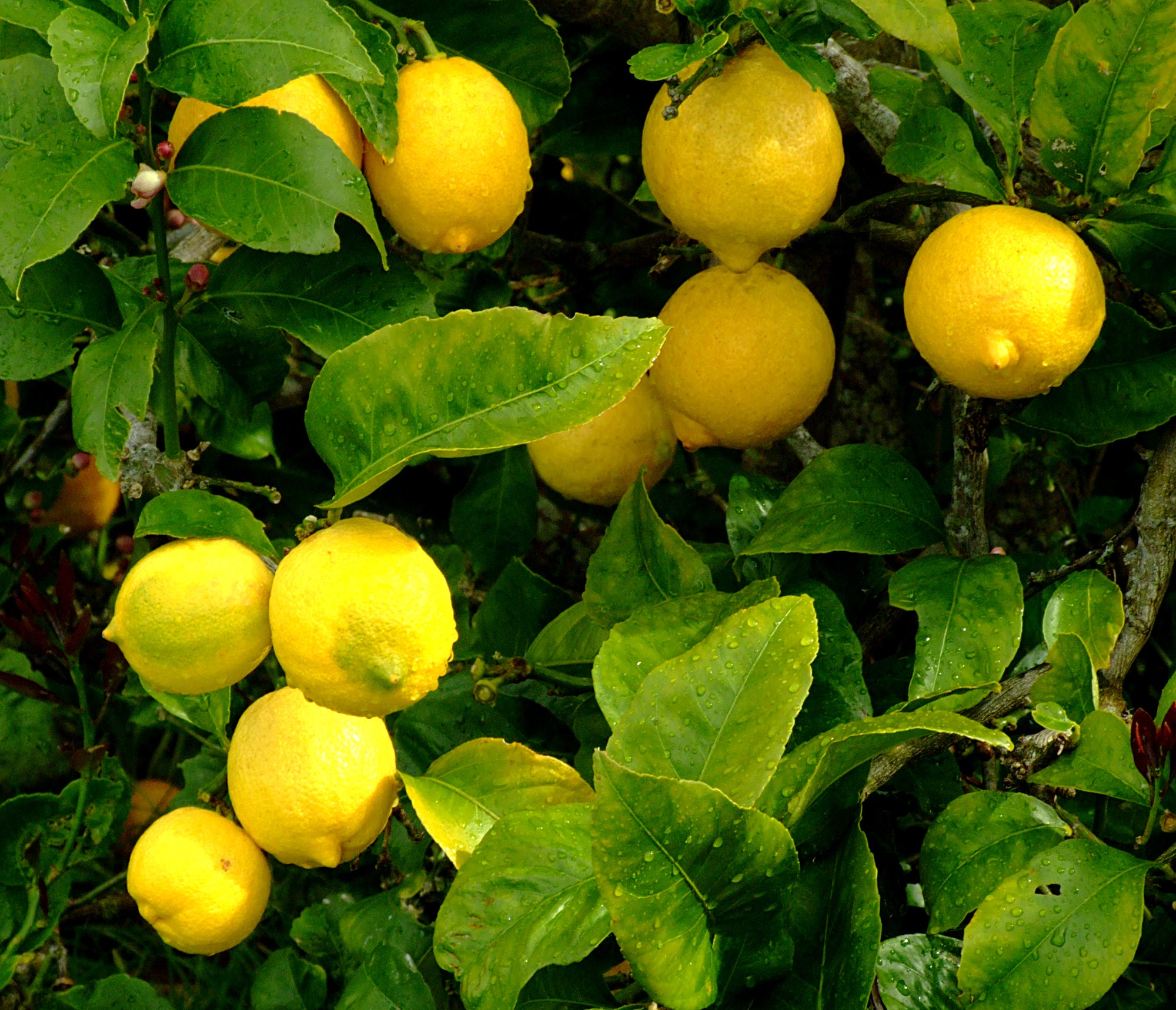 Lemon 'Meyer' Citrus x meyeri