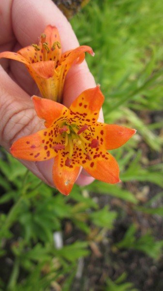 sierra tiger lily Lilium parvum (Sierra Tiger Lily)