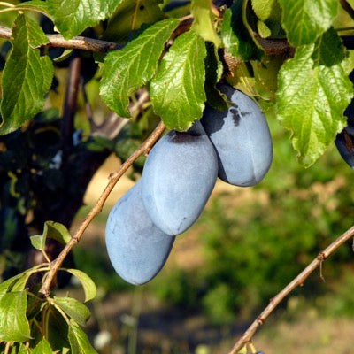 Plum' Long John' (Prunus x domestica) - SymbiOp Garden Shop