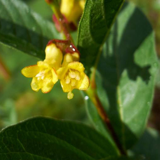 Lonicera involucrata (Black Twinberry)