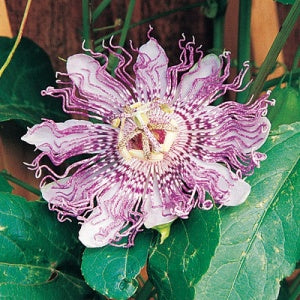 Passionflower 'Maypop' (Passiflora incarnata)