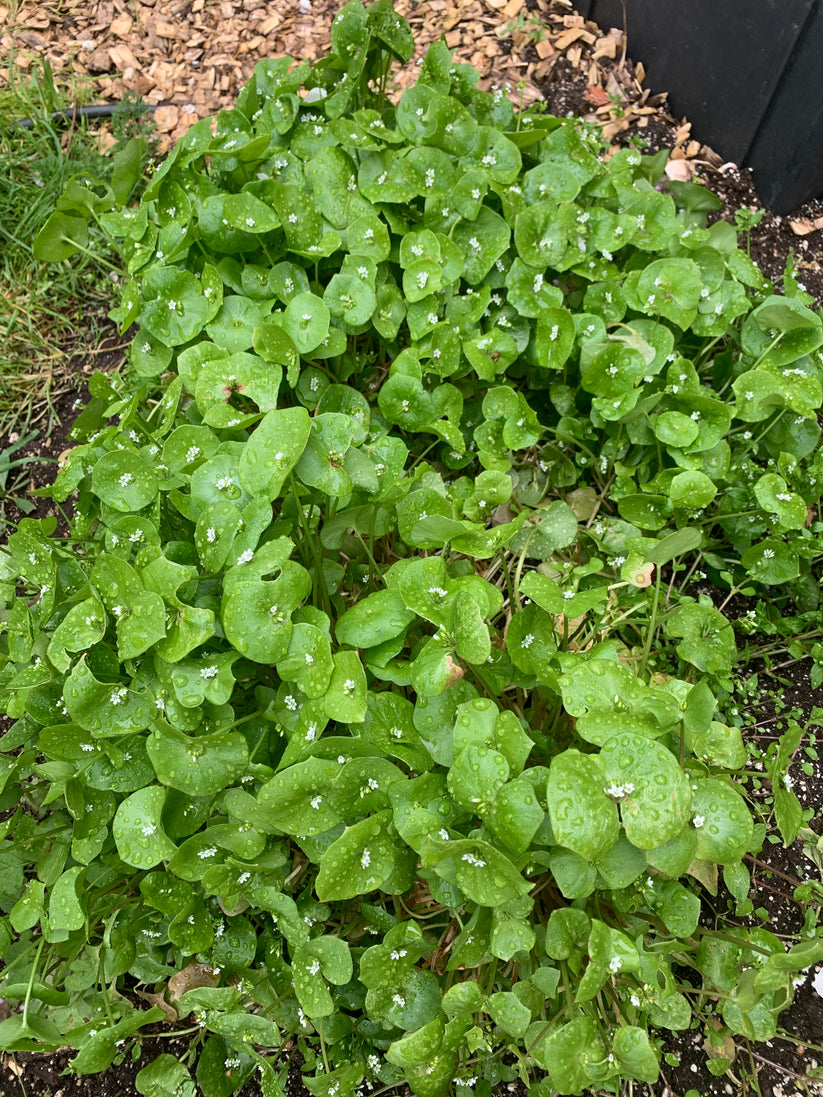 Miner's Lettuce (Claytonia perfoliata) - Seed RS