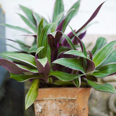 Tradescantia spathacea Tricolor Discolor 'Moses in a Cradle'