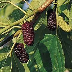 Contorted Mulberry Tree (Morus bombycis 'Unryu') - SymbiOp Garden Shop